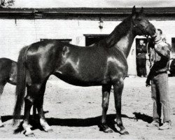 broodmare Presli (Russian Trakehner, 1992, from Ves)