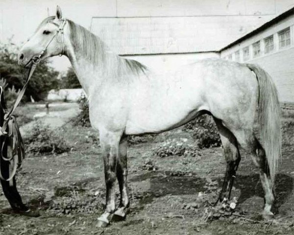 stallion Brezent xx (Thoroughbred, 1972, from Zadorny xx)