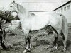 stallion Brezent xx (Thoroughbred, 1972, from Zadorny xx)