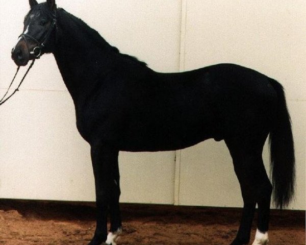 Pferd Ettur (Russisch Trakehner, 1994, von Poroh)