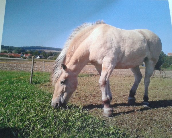 broodmare Skarregårdens Dokka (Fjord Horse, 1992, from Cæsar Halsnæs)