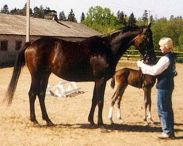 Zuchtstute Ersti (Russisch Trakehner, 1990, von Ves)