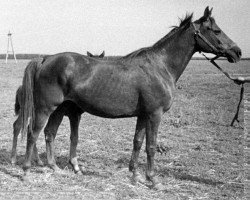 Zuchtstute Vtulka (Russisch Trakehner, 1970, von Topol 1958 ox)