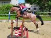 jumper Yakari (German Riding Pony, 2006, from Laffran's Sponti)