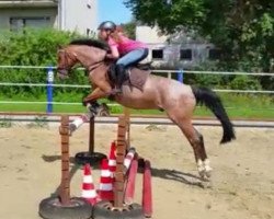 jumper Yakari (German Riding Pony, 2006, from Laffran's Sponti)