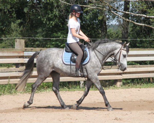 horse Active Gentleman (Connemara Pony, 2015)