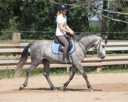 Pferd Active Gentleman (Connemara-Pony, 2015)