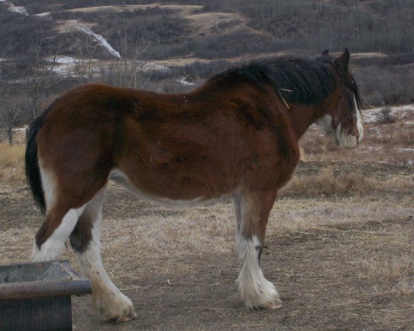 Zuchtstute Shannon's Jewel (Clydesdale, 1984, von Johnston Ideal)