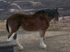 broodmare Shannon's Jewel (Clydesdale, 1984, from Johnston Ideal)