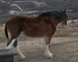 Zuchtstute Shannon's Jewel (Clydesdale, 1984, von Johnston Ideal)