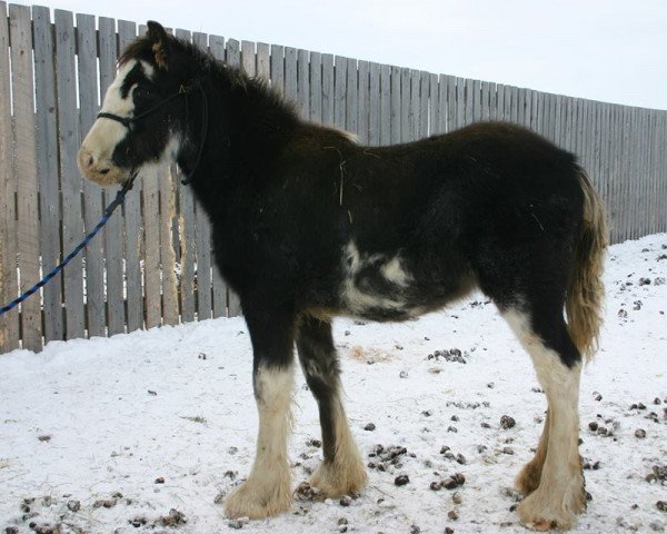 Pferd Battle River Connor (Clydesdale, 2013, von Willow Way Bacardi)