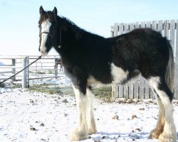 Zuchtstute Battle River Arianna (Clydesdale, 2013, von Cranbrook's Mr. Jock)