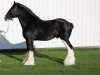 Deckhengst Renaissance Thor God of Thunder (Clydesdale, 2001, von Armageddon's Lord Caleb)