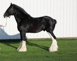 stallion Renaissance Thor God of Thunder (Clydesdale, 2001, from Armageddon's Lord Caleb)