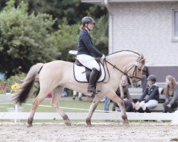 horse Ciriam (Fjord Horse, 2006, from Reinar)