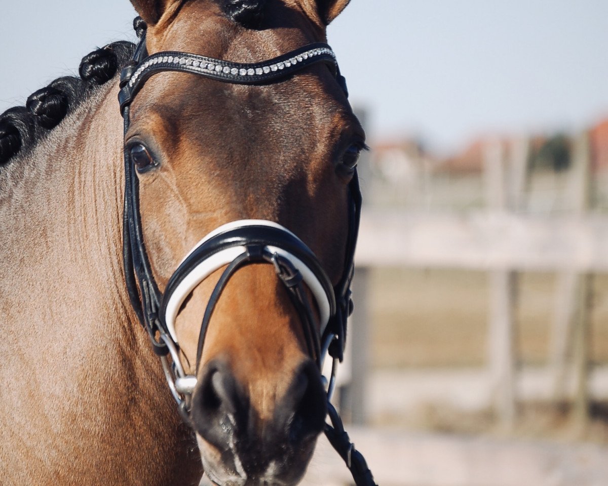 Dressurpferd New Lord 5 (Deutsches Reitpony, 2015, von Nagano)