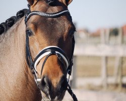 dressage horse New Lord 5 (German Riding Pony, 2015, from Nagano)