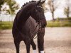 dressage horse Special Envoy 7 (Hanoverian, 2008, from Samarant)