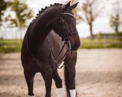 dressage horse Special Envoy 7 (Hanoverian, 2008, from Samarant)