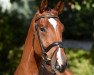 dressage horse Hirtenlob (Trakehner, 2016, from Scaglietti)