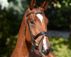 dressage horse Hirtenlob (Trakehner, 2016, from Scaglietti)