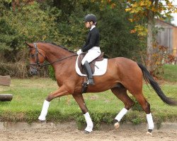 dressage horse Silentium (Trakehner, 2015, from E.H. Millennium)