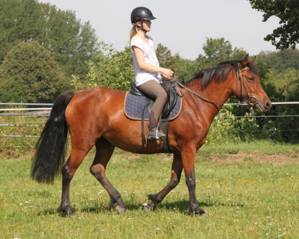 Pferd Little Jane (Connemara-Pony, 2014)