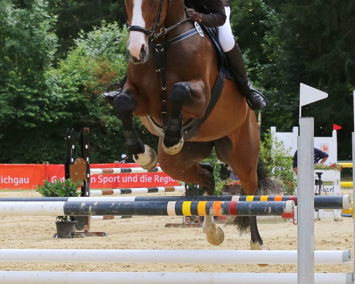 Springpferd Artificial Dance (Holsteiner, 2008, von Aljano)