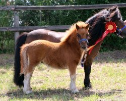 broodmare Hondinia von Repgow (Shetland pony (under 87 cm), 2019, from Meechlands Dragon Fly)