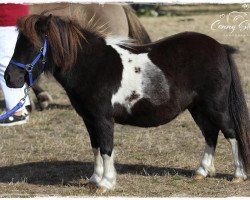 Zuchtstute Hoppla von Repgow (Shetland Pony (unter 87 cm), 2015, von Rosso)