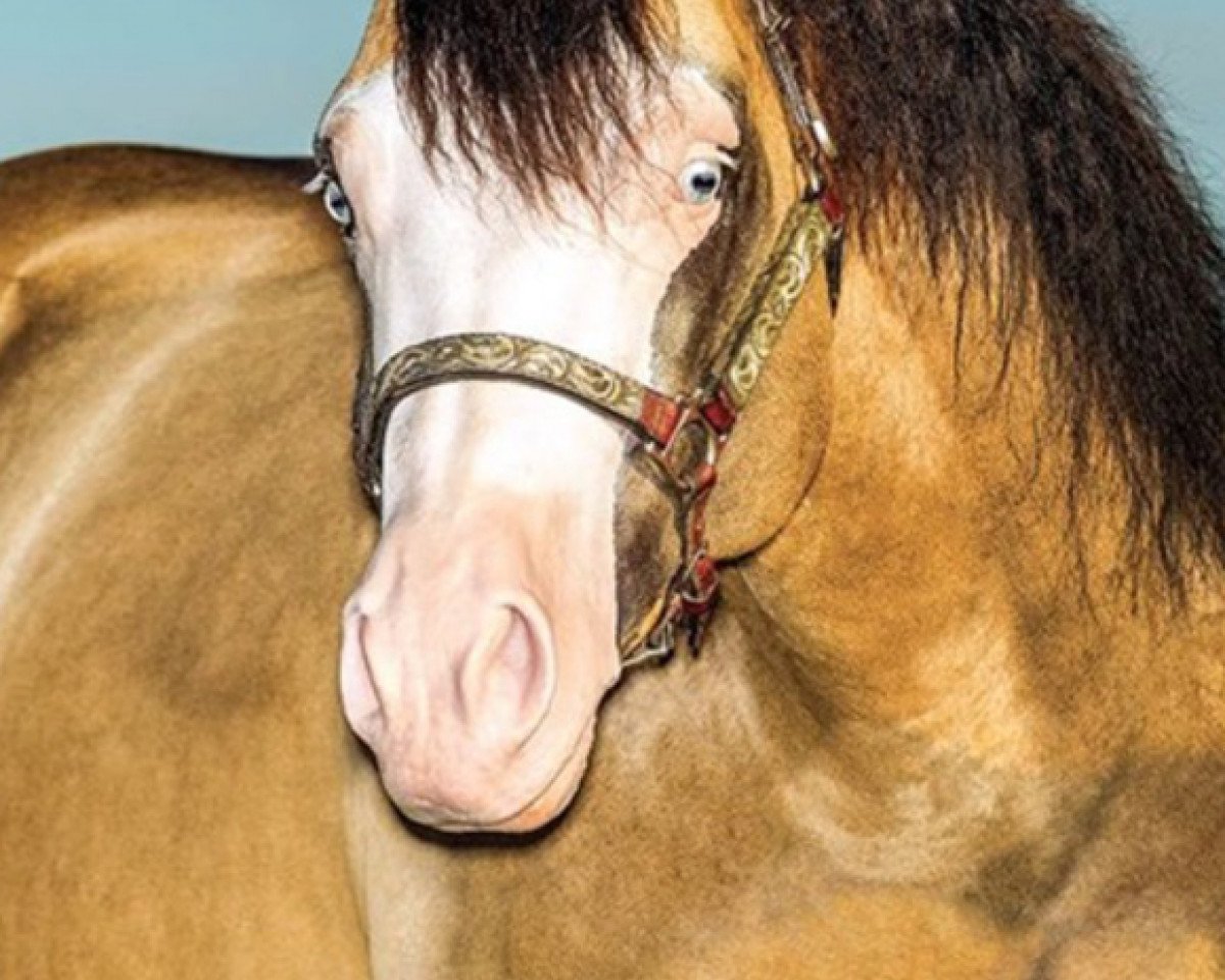 stallion Gunner Dun It Again (Quarter Horse, 2011, from Colonels Smoking Gun)
