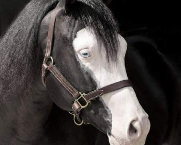 stallion Black Gotta Gun (Quarter Horse, 2013, from Dun Gotta Gun)