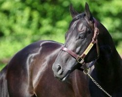 stallion Dabirsim xx (Thoroughbred, 2009, from Hat Trick xx)