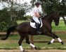 dressage horse Montecristo (Trakehner, 2015, from E.H. Millennium)