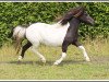 broodmare Reeva K (Shetland Pony, 2014, from Charmeur van Willem's Hof)