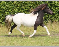 Zuchtstute Reeva K (Shetland Pony, 2014, von Charmeur van Willem's Hof)