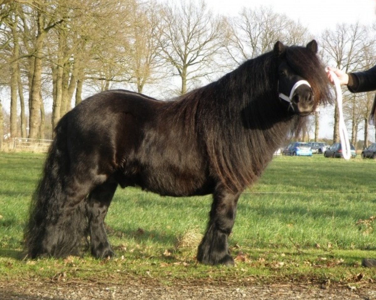 Deckhengst Turbo Magic van Kastanjehof (Shetland Pony, 2003, von August van de Kosterweide)