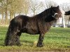 Deckhengst Turbo Magic van Kastanjehof (Shetland Pony, 2003, von August van de Kosterweide)