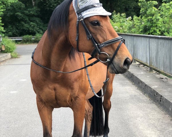 dressage horse Lee Rocket (unknown,  )