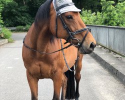 dressage horse Lee Rocket (unknown,  )