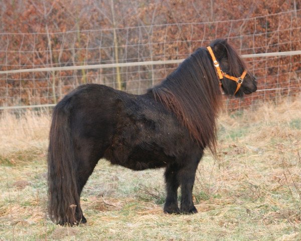 Zuchtstute Sofie v. Stal Aruba (Shetland Pony,  , von No Fear van de Römer)