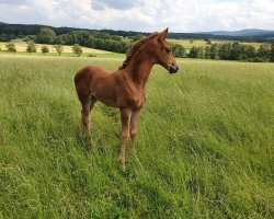 Pferd Perlentanz (Trakehner, 2019, von Donauabend)