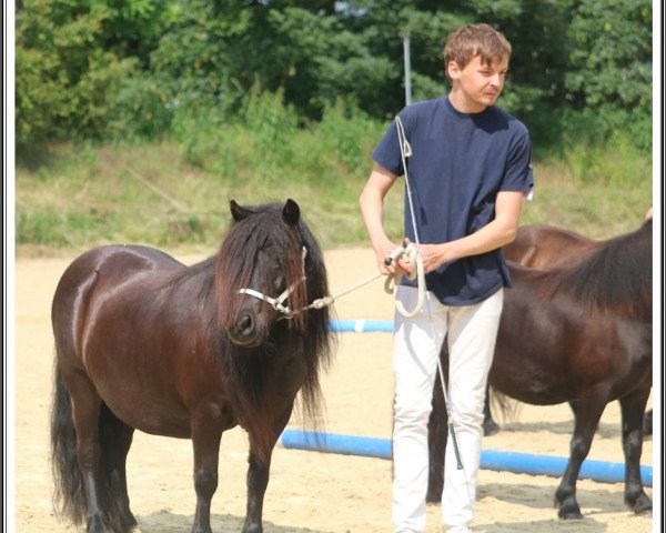 Zuchtstute Sunshine K (Shetland Pony, 2012, von Turbo Magic van Kastanjehof)