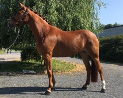 dressage horse Rubis de Jour (Oldenburg, 2015, from Rheinklang)