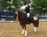 dressage horse Fruehlingstraum 7 (German Riding Pony, 1999, from Big Boy I)