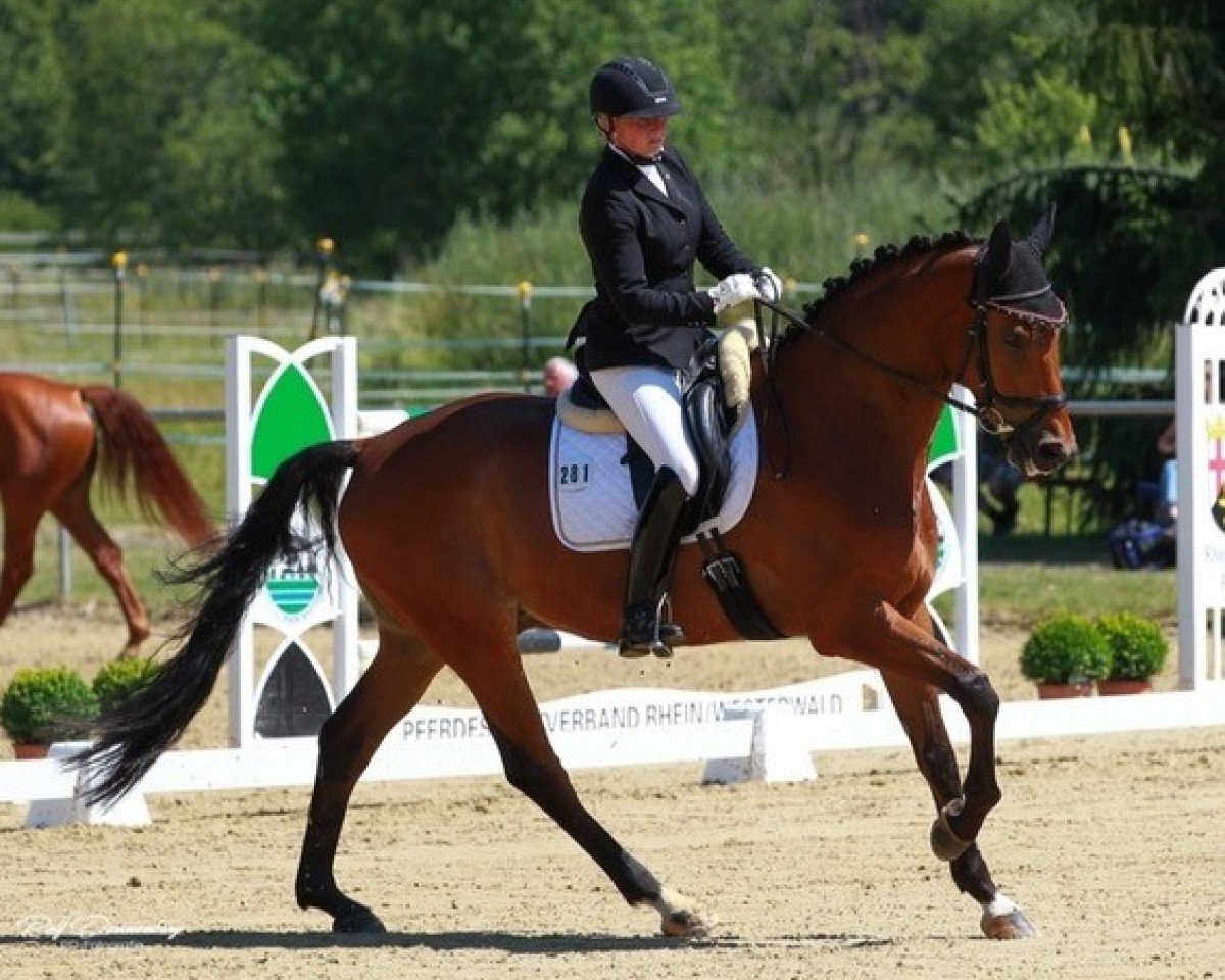 dressage horse Maximus 99 (Hanoverian, 2013, from Métall)