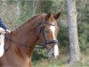 dressage horse Belantano (Mecklenburg, 2015, from Belantis)