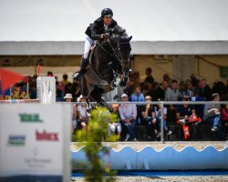 jumper Bell Ragazzo (Hanoverian, 2009, from Balou du Rouet)