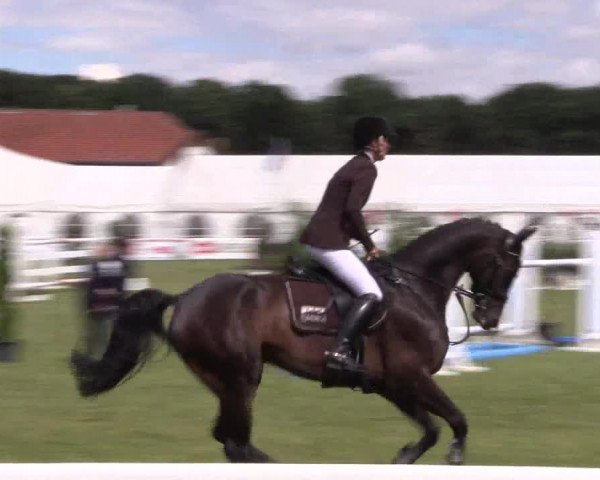 FEI Reitturnier Steinhagen (GER) 2016