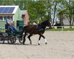 Zuchtstute Chicos Girl (Holsteiner, 2011, von Chico's Boy)